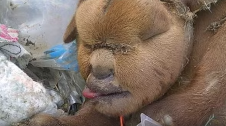 Akıllara zarar! Çöpte buldular görenler küçük dilini yuttu - Resim: 4