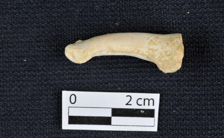 67 bin yıllık fosillerden çıkanlar şaşırttı en eski insan türü keşfedildi - Resim: 1