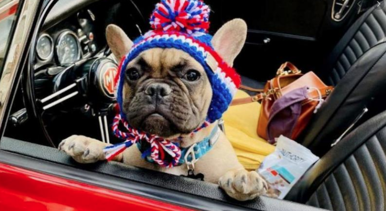 ABD'de Wilbur Beast isimli köpek belediye başkanı seçildi! Şaka değil gerçek - Resim: 2