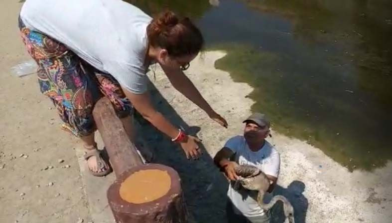 Kuşadası'nda yolunu şaşıran flamingoyu hayvanseverler göle bıraktı - Resim: 4