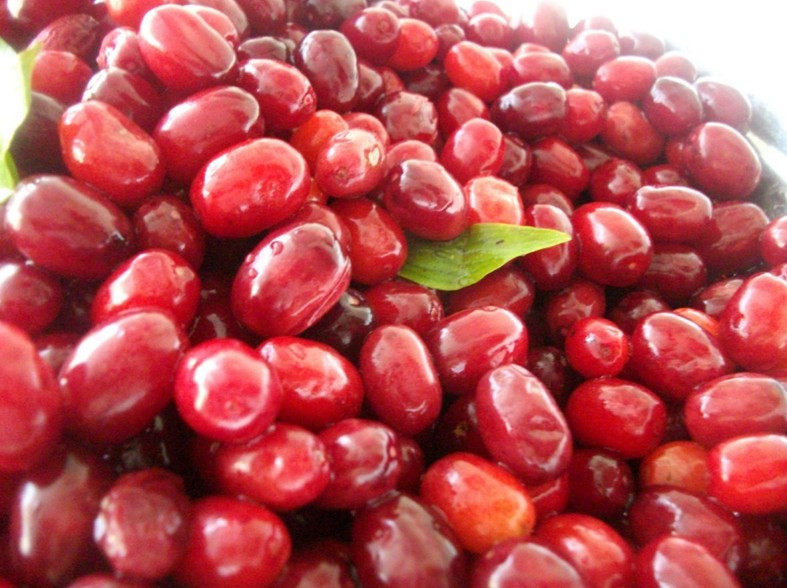 Şifa kaynağı Kiren meyvesi bir bardak içildiğinde... - Resim: 2