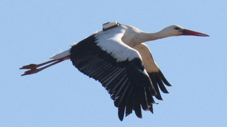 Araştırma için çip takılan leylek 2 bin 300 euro fatura getirdi! - Resim: 4