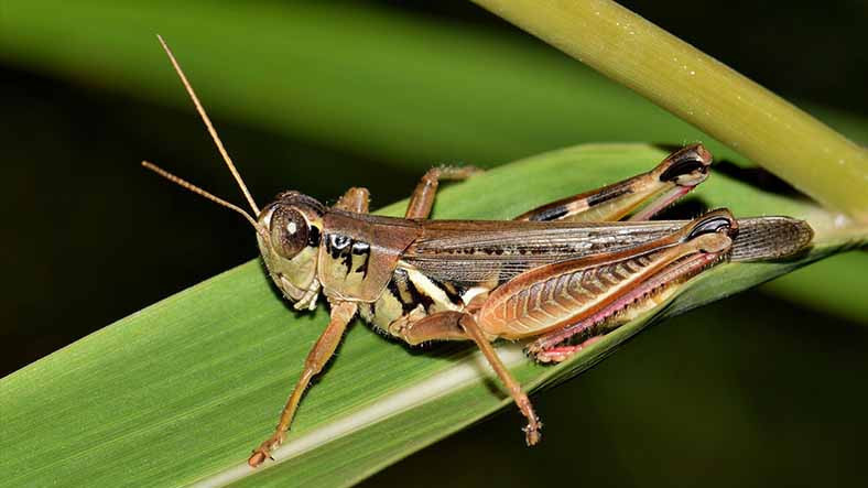 20 yıl içerisinde ana gıda böcek olacak - Resim: 1