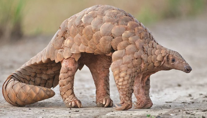 Pangolin nedir? Koronavirüsün benzerini taşıyan hayvanı sakın yemeyin - Resim: 2