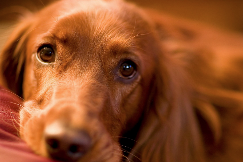 Bilim adamlarından köpeklerle ilgili şaşırtıcı araştırma! Meğer sonradan ortaya çıkmış - Resim: 1