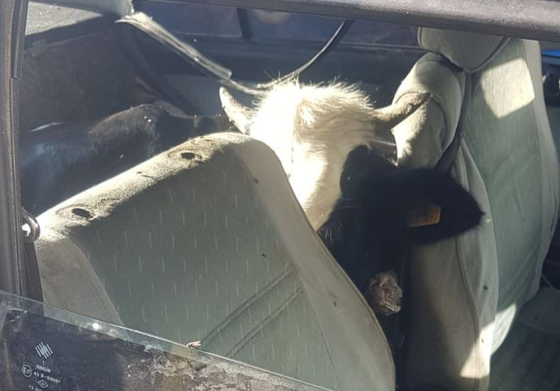 Kaçan arabadan iki inek çıktı jandarmayı dumur eden olay - Resim: 3