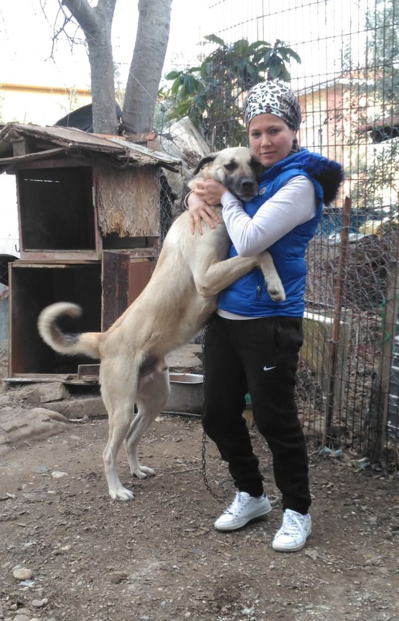 Antalya'da havlamasına kızdığı Duman'ı tüfekle vuran çocuğa para cezası - Resim: 2