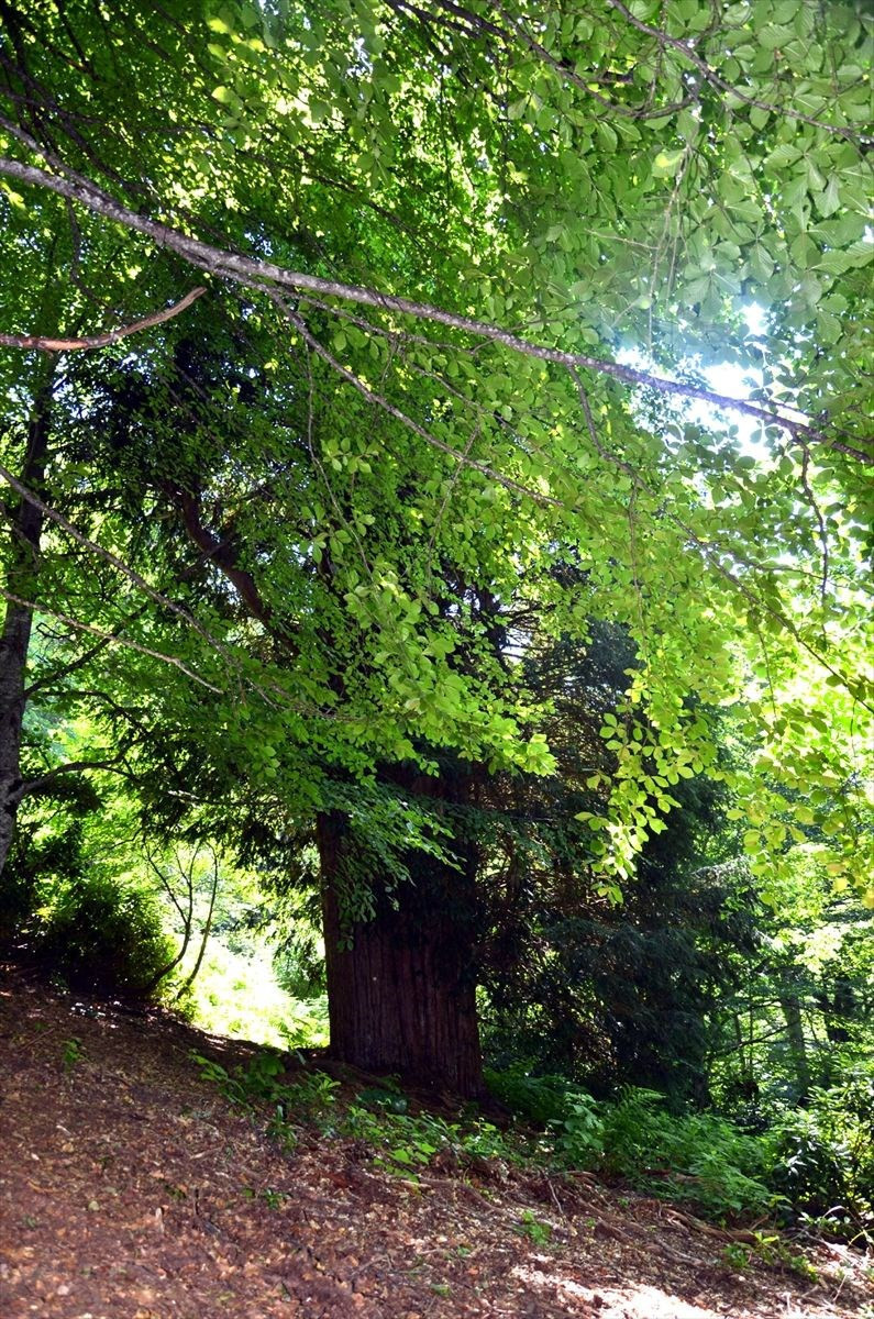 4 bin 114 yaşındaki ağaca doğum günü pastası - Resim: 1