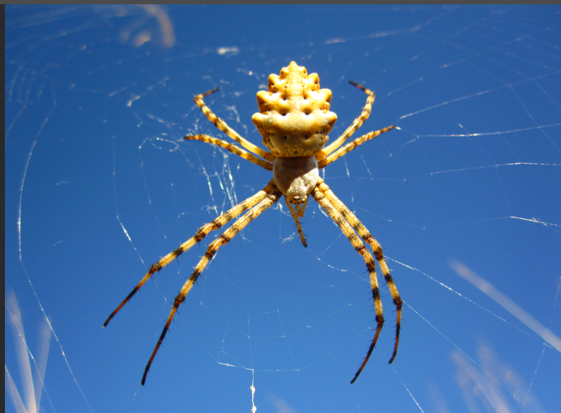 Türkiye'nin yeni kabusu oldu giderek yayılıyor! Örümceğin ısırması halinde... - Resim: 2
