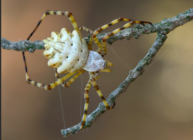 Türkiye'nin yeni kabusu oldu giderek yayılıyor! Örümceğin ısırması halinde... - Resim: 3
