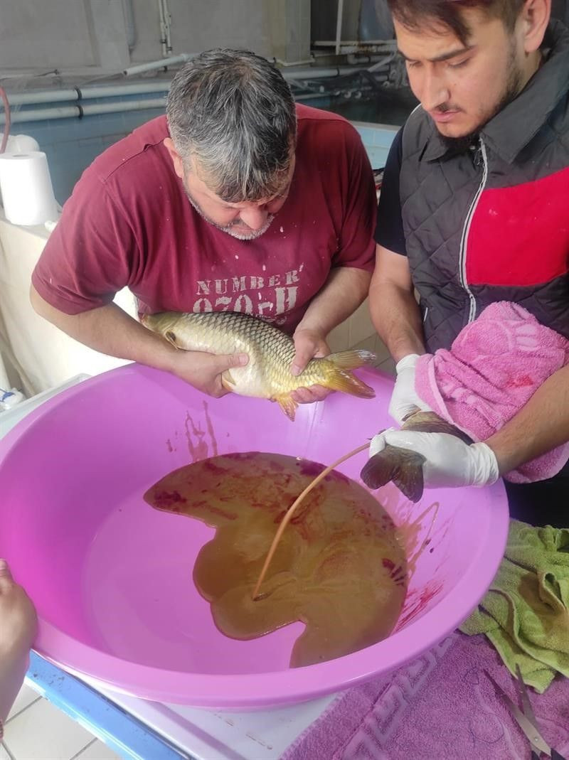 Sazan balıklarını inek gibi sağıyorlar! - Resim: 1