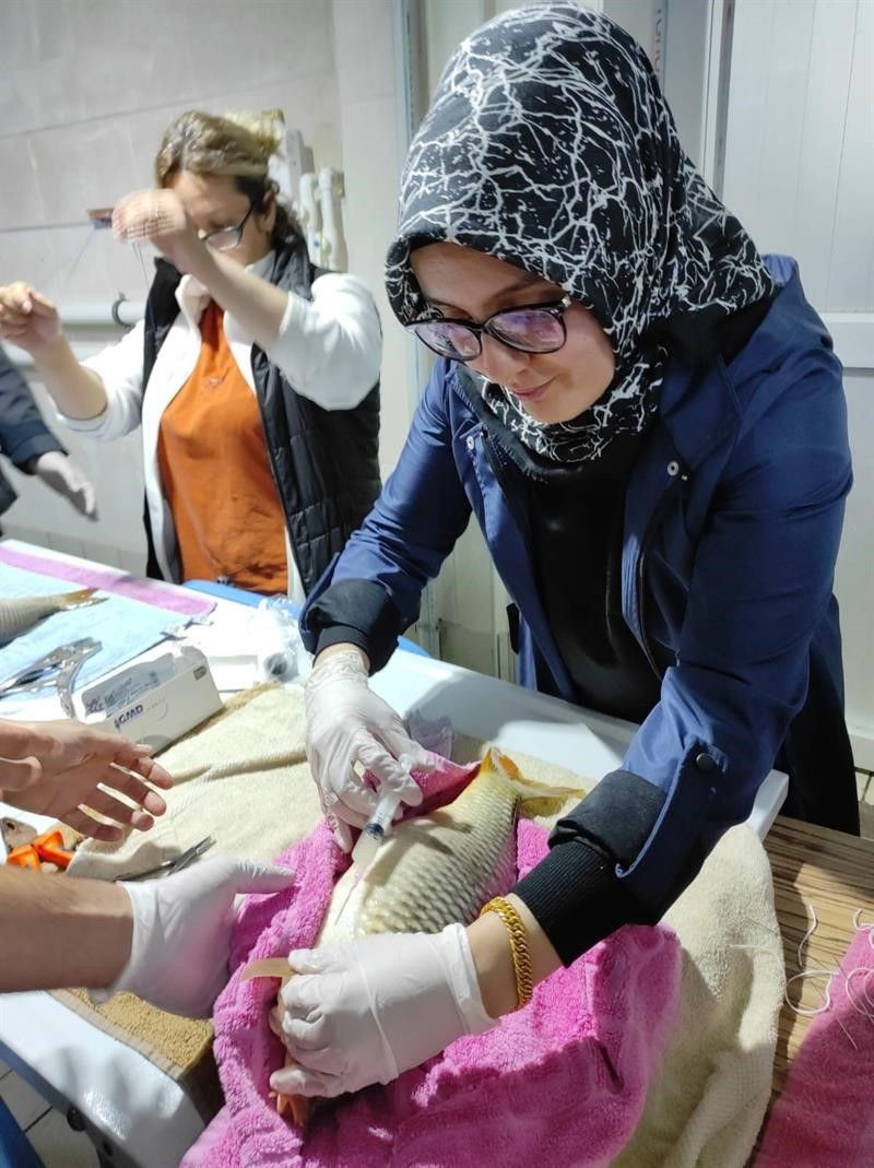 Sazan balıklarını inek gibi sağıyorlar! - Resim: 2