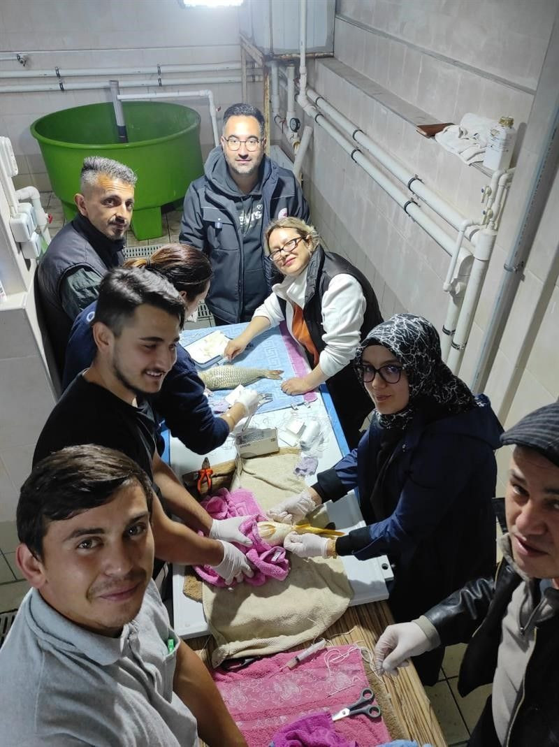 Sazan balıklarını inek gibi sağıyorlar! - Resim: 3