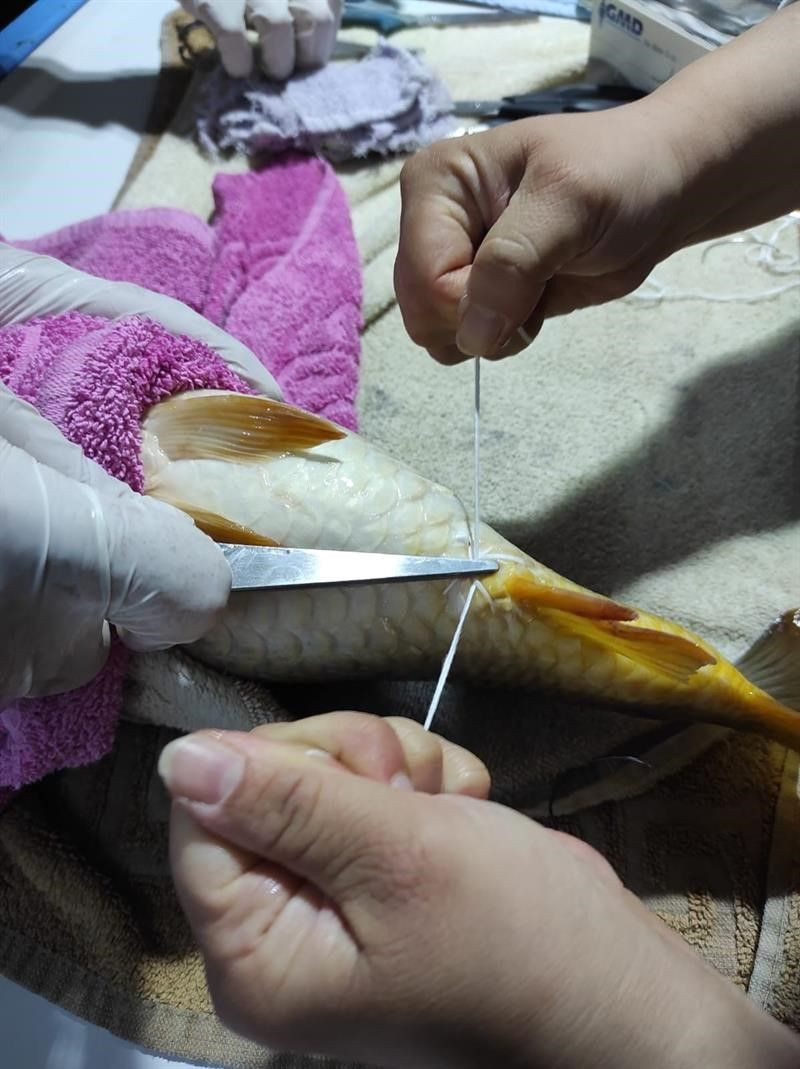 Sazan balıklarını inek gibi sağıyorlar! - Resim: 4