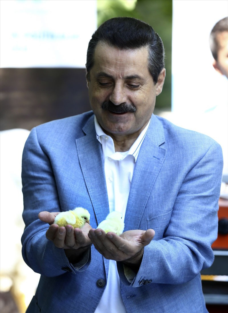 Bu gelişme herkesi heyecanlandırır damızlık tavuk ve siyah pirinç - Resim: 2