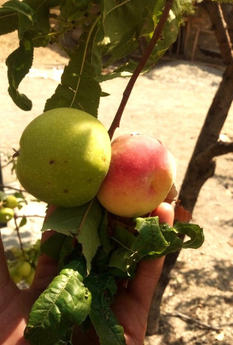 Adıyaman'da bahçe sahibinin 'Allah'ın hikmeti' dediği meyve bilim insanlarını şaşırttı - Resim: 3