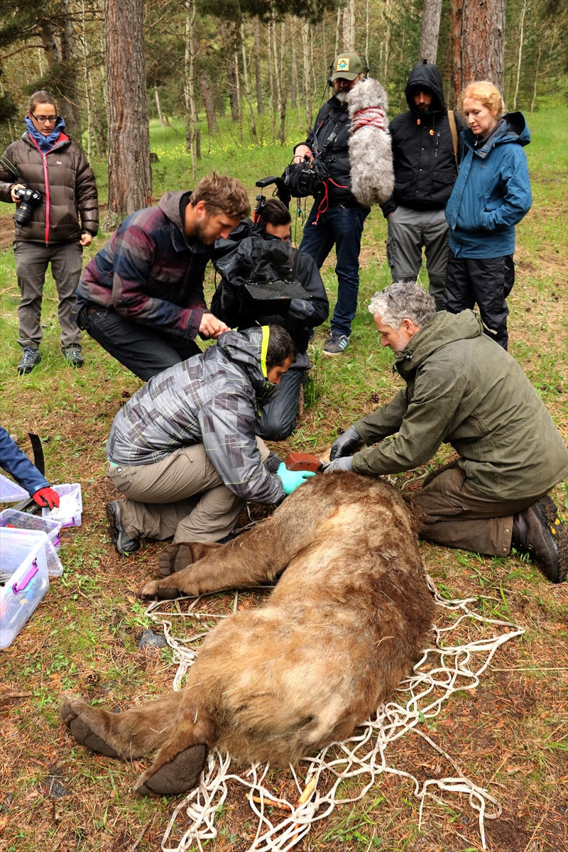 BBC Sarıkamış'ın  yaban hayatını Dünya'ya tanıtacak - Resim: 3