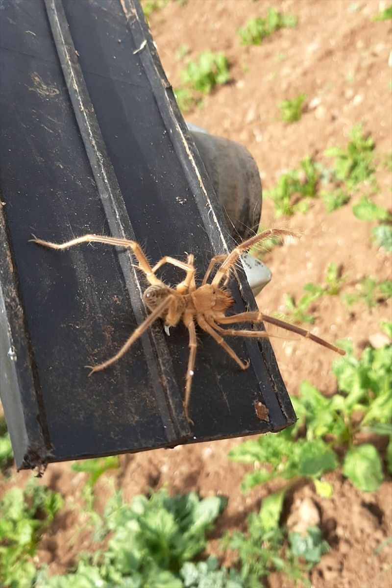 Elazığ'da etçil örümcek endişesi - Resim: 3