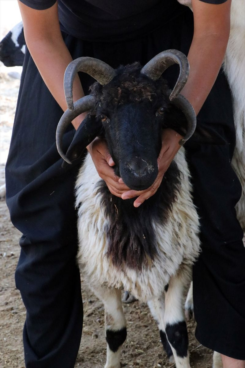 Pazara gelenler 'kurban olur mu' diye soruyor herkes ilk ona bakıyor - Resim: 3