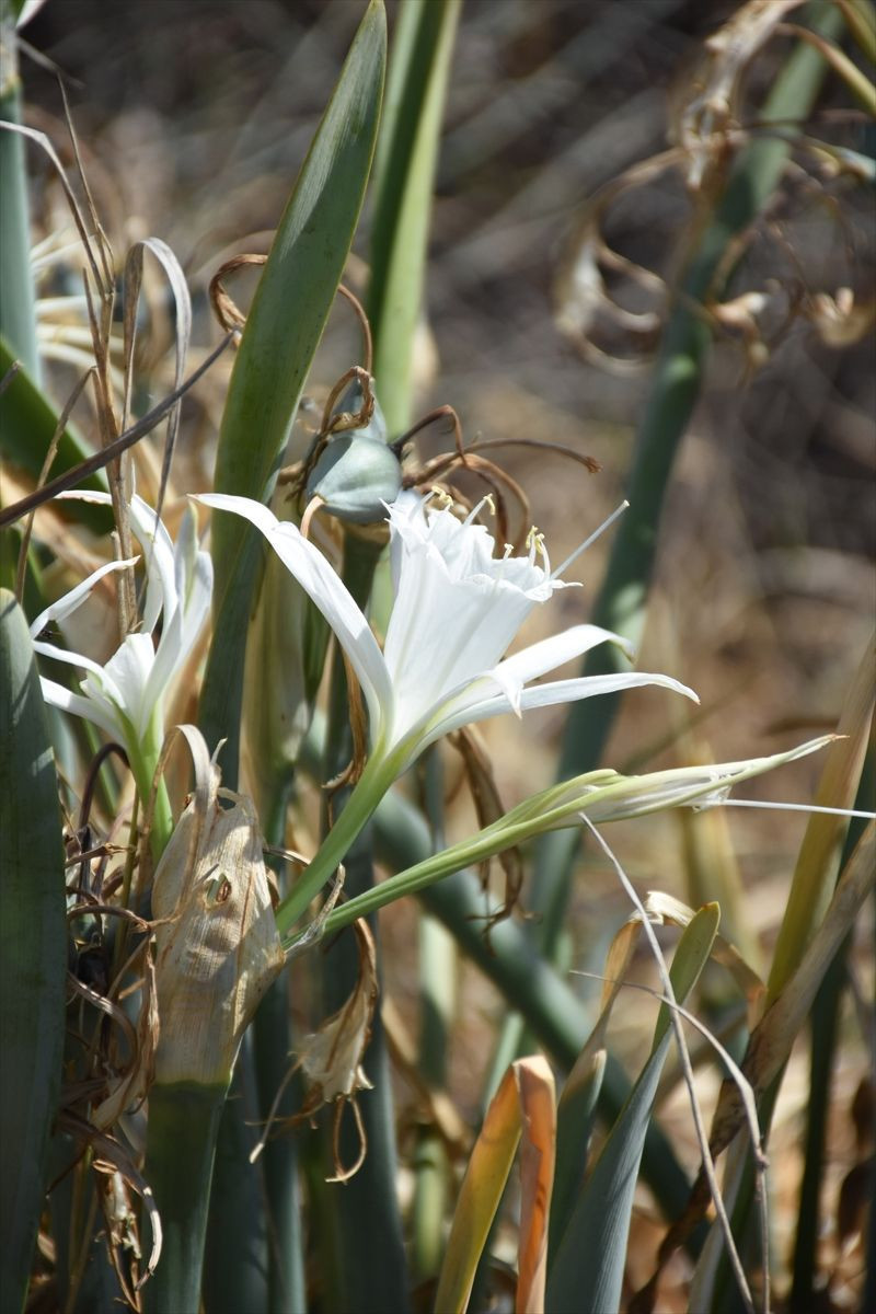 Cezası tam 60 bin lira! Kökünden koparttılar - Resim: 1