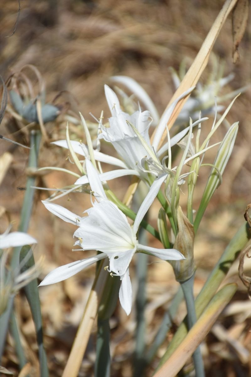 Cezası tam 60 bin lira! Kökünden koparttılar - Resim: 2