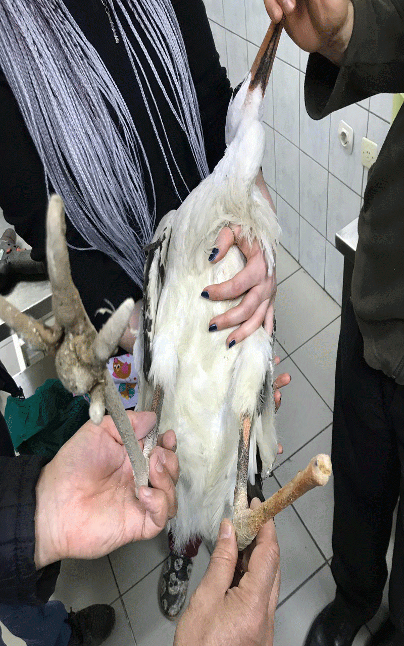 Elektrik tellerine takılarak bacağı kopmuştu! Bakın onun için ne yaptılar - Resim: 2