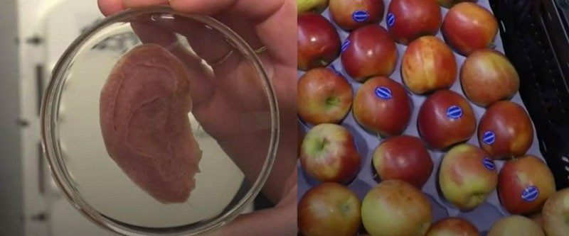 Bu kulağın neyden üretildiğini görünce şoke olacaksınız! - Resim: 1