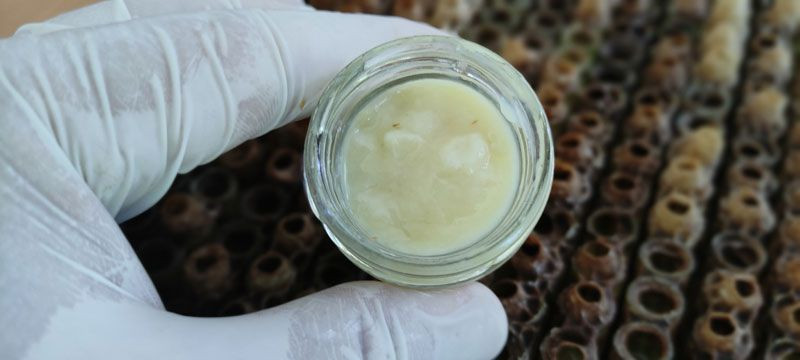 Kilosu 10 bin liradan satılıyor! Hasat başladı hücre yeniliyor, çok sayıda faydası var - Resim: 3