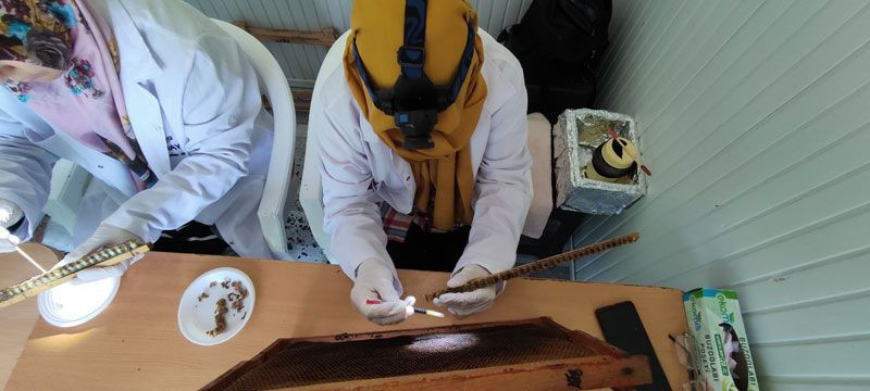 Kilosu 10 bin liradan satılıyor! Hasat başladı hücre yeniliyor, çok sayıda faydası var - Resim: 4