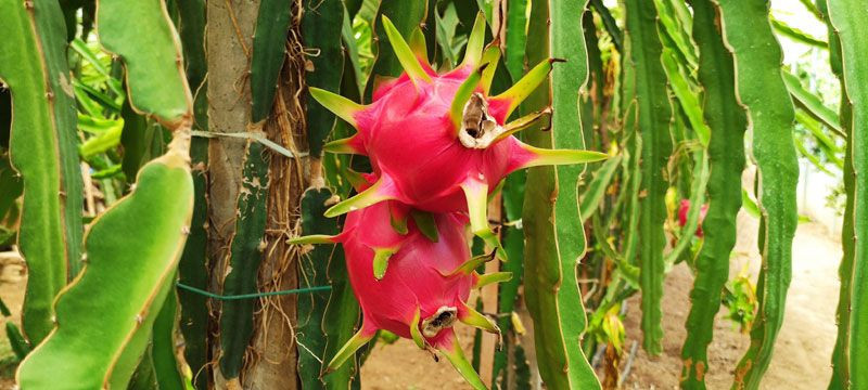 Paranı çöpe atma dediler dinlemedi ekti masrafı yok şimdi para basıyor - Resim: 3