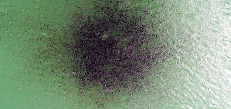 Erzurum'da baraj gölündeki balıkların kümeler halinde durmasının nedeni ortaya çıktı - Resim: 3