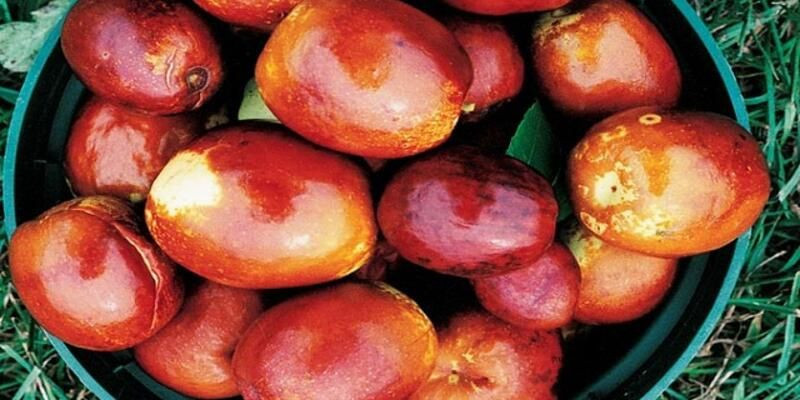 Hünnap meyvesinin faydaları nelerdir toksinlerin atılmasını sağlıyor! - Resim: 1