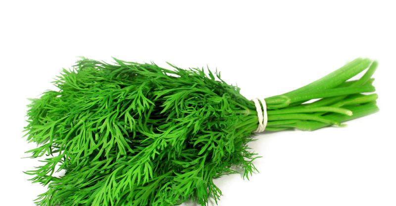 Dereotunun mucizevi faydaları! - Resim: 2