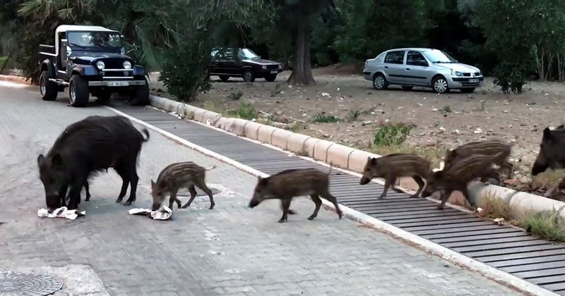Marmaris'te halk tedirgin önceden tek tük görülüyordu şimdi sürüler halinde geliyorlar - Resim: 1