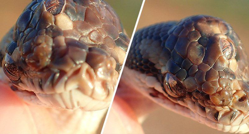 Avustralya’da üç gözlü yılan bulundu bilim dünyası şaşkın - Resim: 1