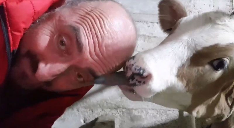 Trabzon'da başını buzağıya yalatan adamın iddiası: Saçlarım çıkıyor - Resim: 2