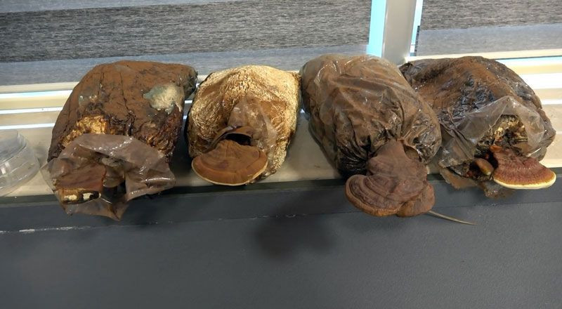 Düzce Üniversitesi'nde 'ölümsüzlük mantarını' ürettiler üretici ilk parasını kazandı - Resim: 3