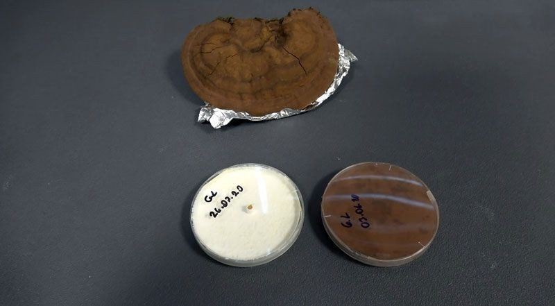 Düzce Üniversitesi'nde 'ölümsüzlük mantarını' ürettiler üretici ilk parasını kazandı - Resim: 2