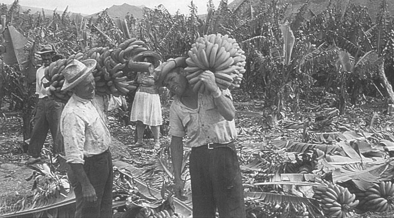 Muz bildiğiniz gibi yetişmedi! Yanlışlıkla icat edildi - Resim: 2