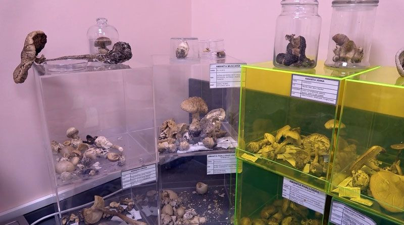 Düzce Üniversitesi'nde 'ölümsüzlük mantarını' ürettiler üretici ilk parasını kazandı - Resim: 1