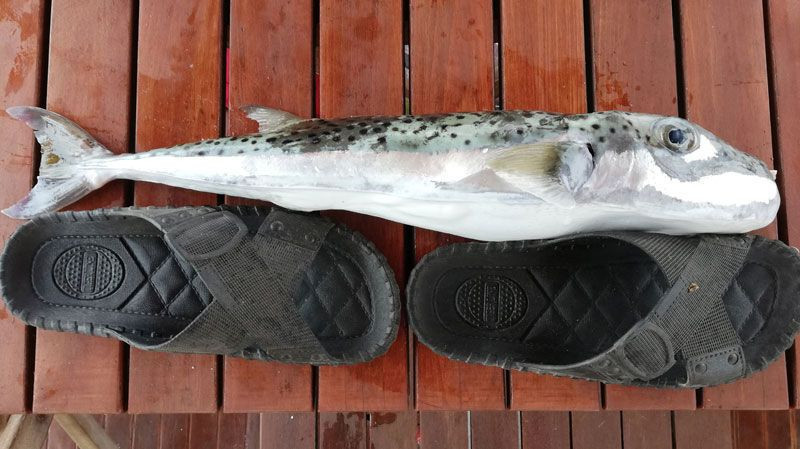 Bir kızın parmağını koparmıştı! Türkiye'ye akın eden balon balığı teneke yiyor - Resim: 2