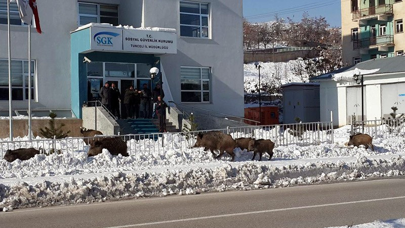 Tunceli'de aç kalan domuzlar şehre indi - Resim: 3