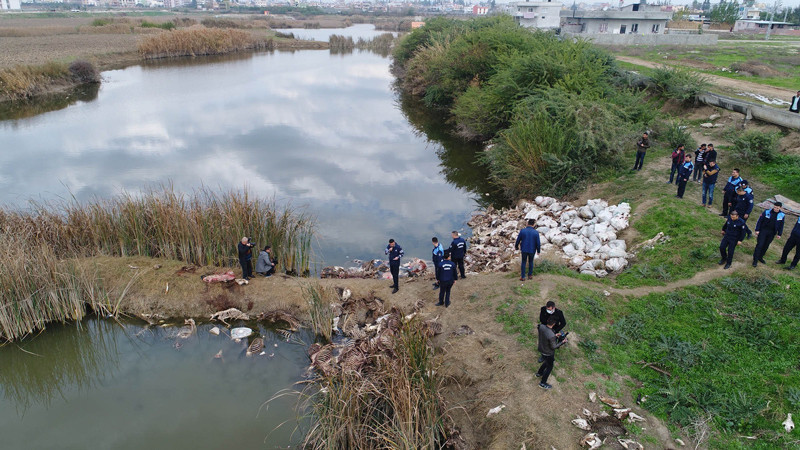 Şok görüntü! Biri kurtarıldı ama diğer at ve eşekler... - Resim: 2