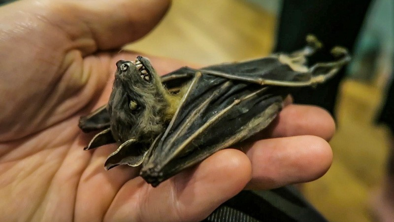 Dünyaca ünlü firmanın salatasından yarasa çıktı inanılmaz! - Resim: 2