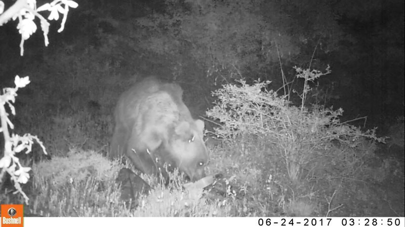 Erzincan'da yaban hayat böyle görüntülendi - Resim: 1