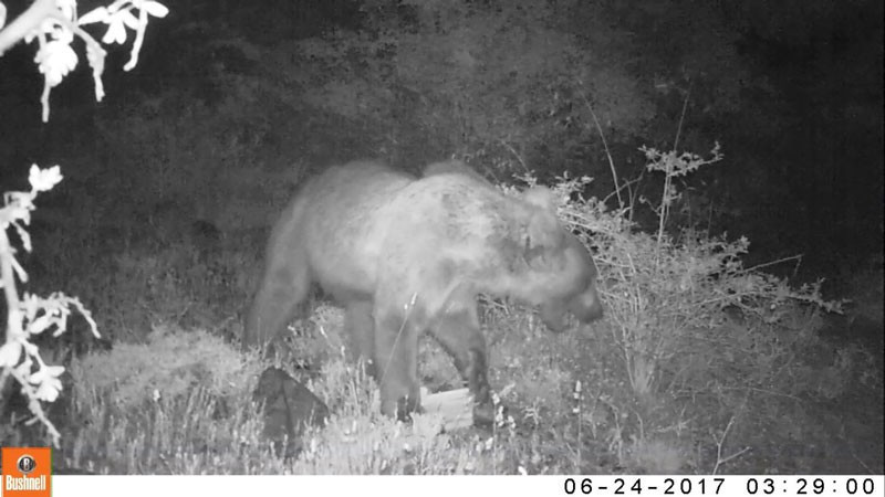 Erzincan'da yaban hayat böyle görüntülendi - Resim: 2