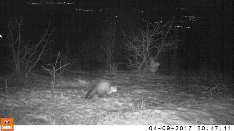 Erzincan'da yaban hayat böyle görüntülendi - Resim: 3