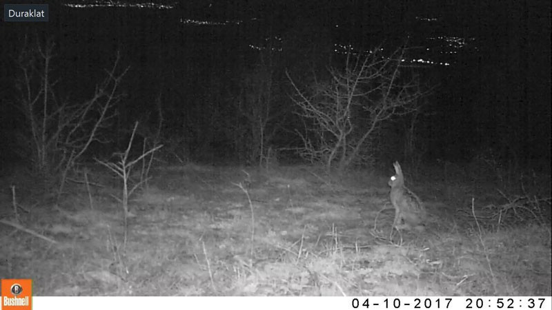 Erzincan'da yaban hayat böyle görüntülendi - Resim: 4