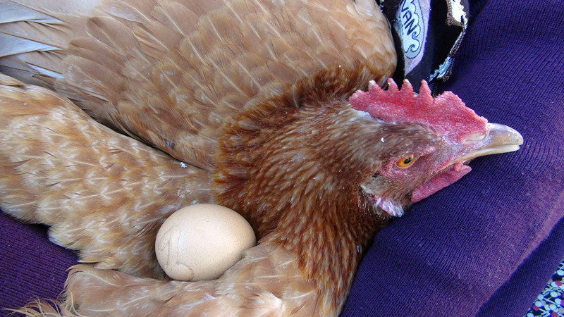 Öyle bir şey yumurtladı ki! Fiyatı bin TL - Resim: 1