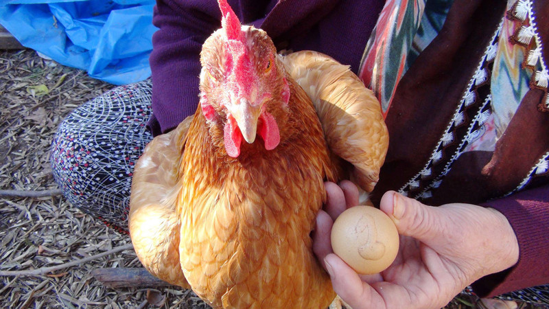 Öyle bir şey yumurtladı ki! Fiyatı bin TL - Resim: 3